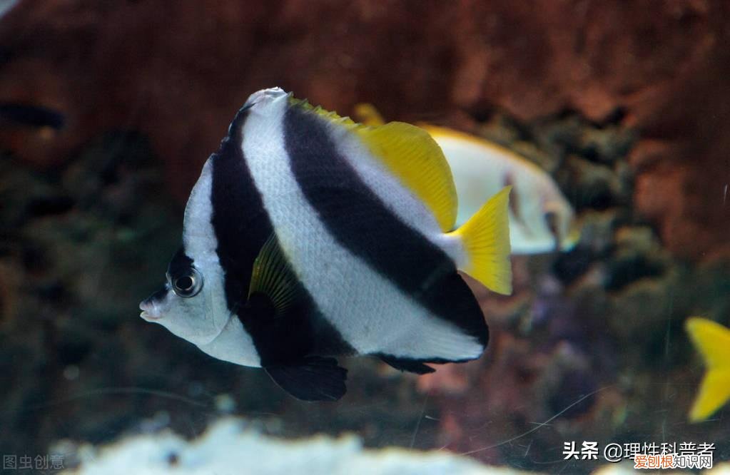 灯笼鱼科普