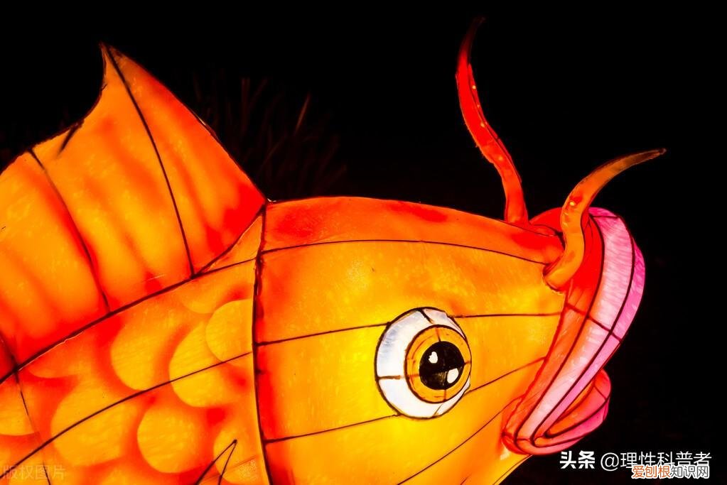 灯笼鱼科普