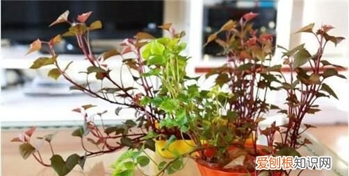 红薯发芽了怎么做盆景