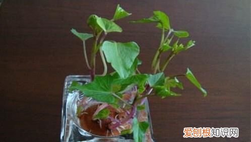 红薯发芽了怎么做盆景