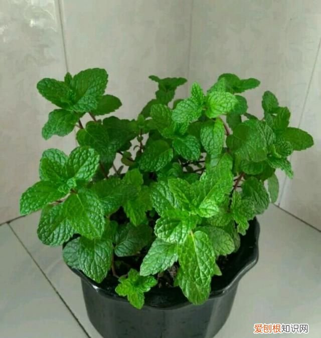 熬药剩下的药渣可以养花吗