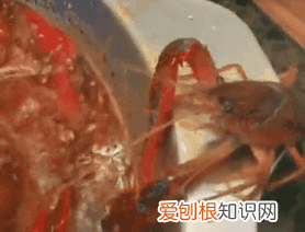 小龙虾的虾黄到底是精华还是屎,小龙虾头部的虾黄到底能不能吃到