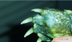 乌龟皮肤溃烂能自愈，乌龟的下壳烂了会自愈吗视频