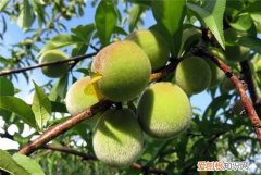 西瓜放冰箱不能超过几小时,夏季西瓜放冰箱里多久不能吃