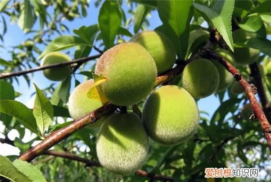 西瓜放冰箱不能超过几小时,夏季西瓜放冰箱里多久不能吃