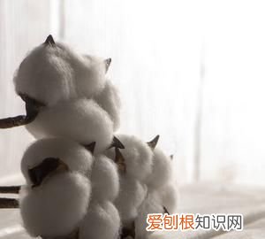 木头棉花属于什么材料,木头和棉花是什么材料