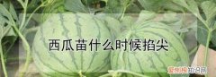 西瓜什么时候剪枝，西瓜怎么修剪枝条整枝留攸剪