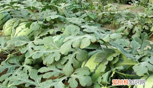 西瓜什么时候剪枝，西瓜怎么修剪枝条整枝留攸剪