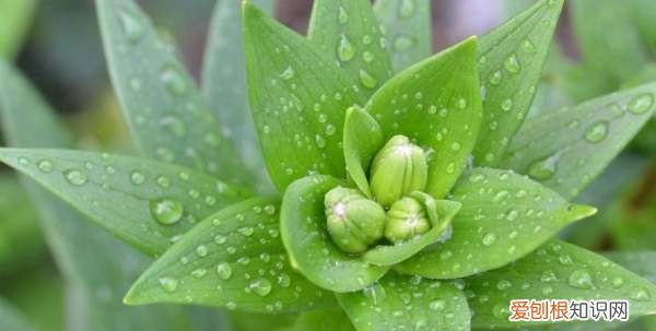 植物是怎么来的,地球怎么形成的,从哪里来