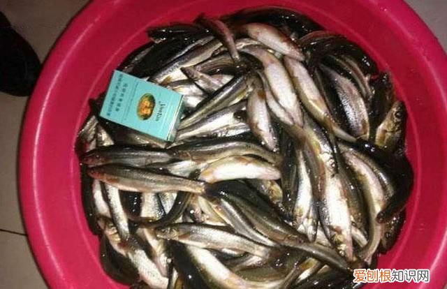 柳根鱼号称什么 柳根子是什么鱼