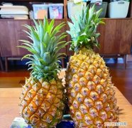 凤梨菠萝两兄弟上市你更爱哪一种