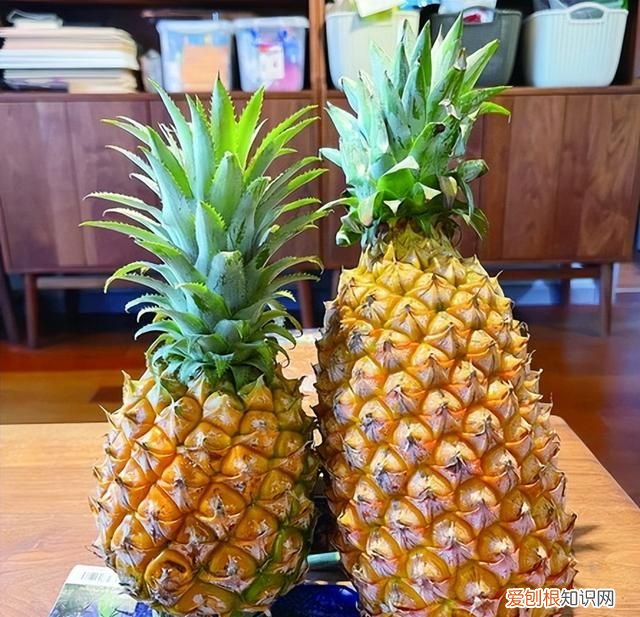 凤梨菠萝两兄弟上市你更爱哪一种