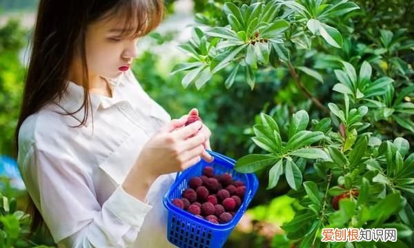 杨梅洗出小虫子还能吃吗 杨梅没洗吃了有虫子怎么办