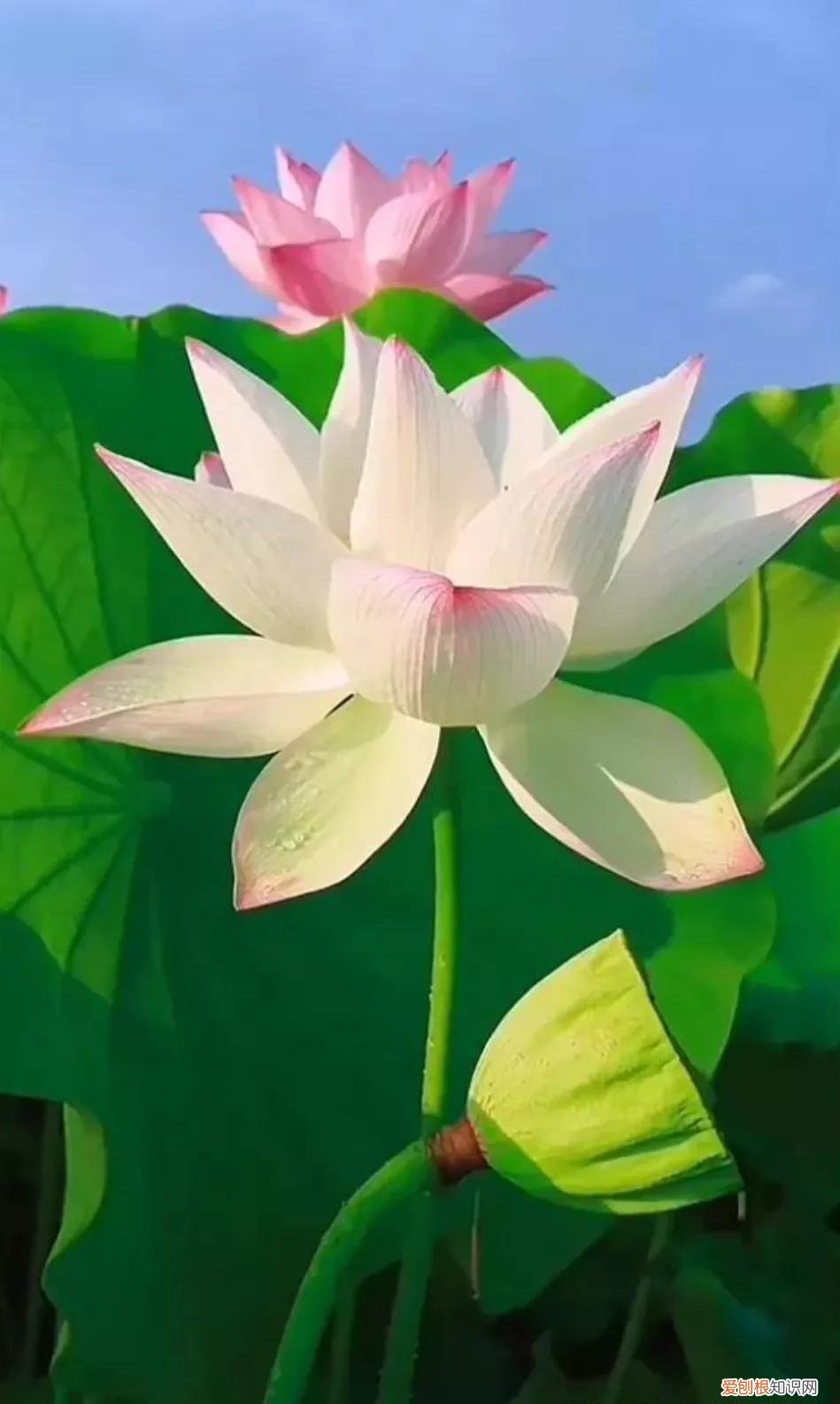 我真的很爱你是哪首歌里面的歌词