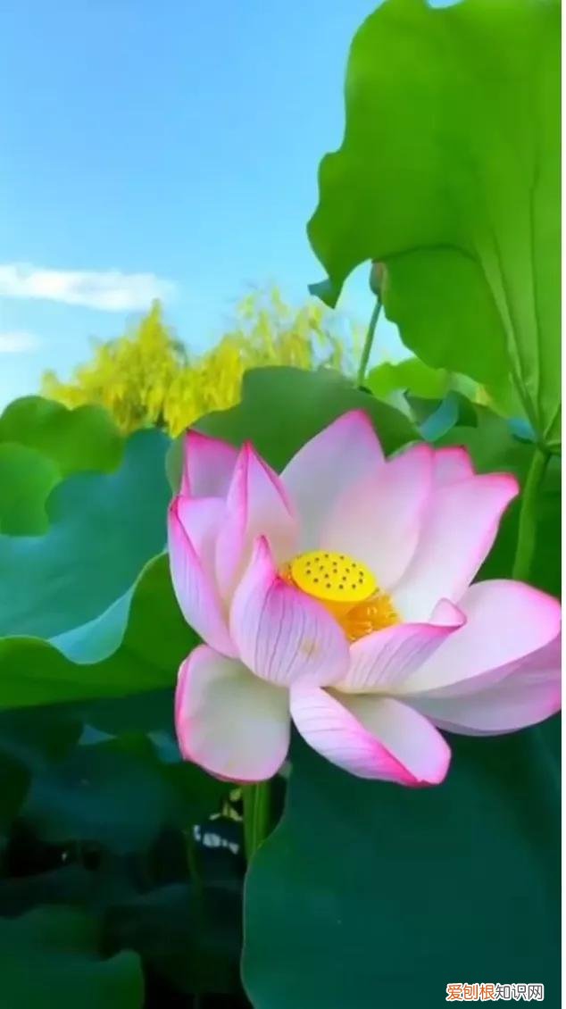 我真的很爱你是哪首歌里面的歌词
