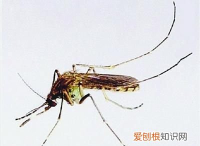蚊子咬人是母蚊子还是公蚊子,叮人的是公蚊子还是母蚊子