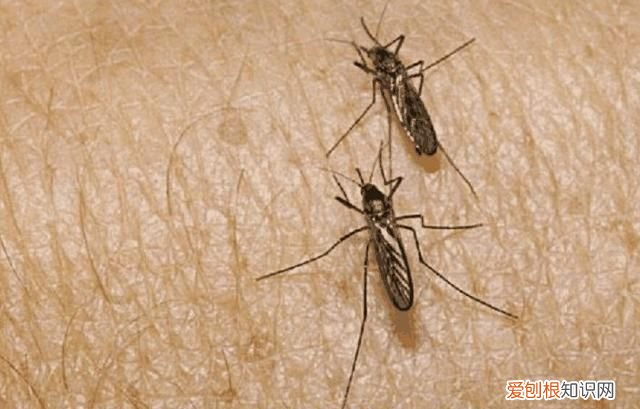 蚊子咬人是母蚊子还是公蚊子,叮人的是公蚊子还是母蚊子