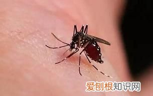 蚊子咬人是母蚊子还是公蚊子,叮人的是公蚊子还是母蚊子