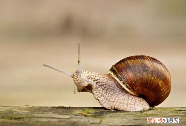 蜗牛有多少牙齿和它是怎么吃东西的