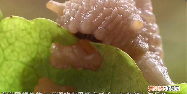 蜗牛有多少牙齿和它是怎么吃东西的