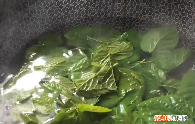 桑叶怎样做才好吃,桑叶鸡蛋做好吃美食