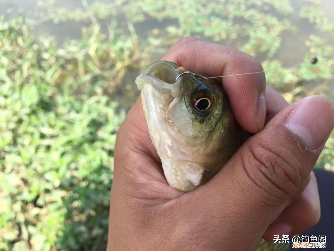 鱼骨粉的功效与作用