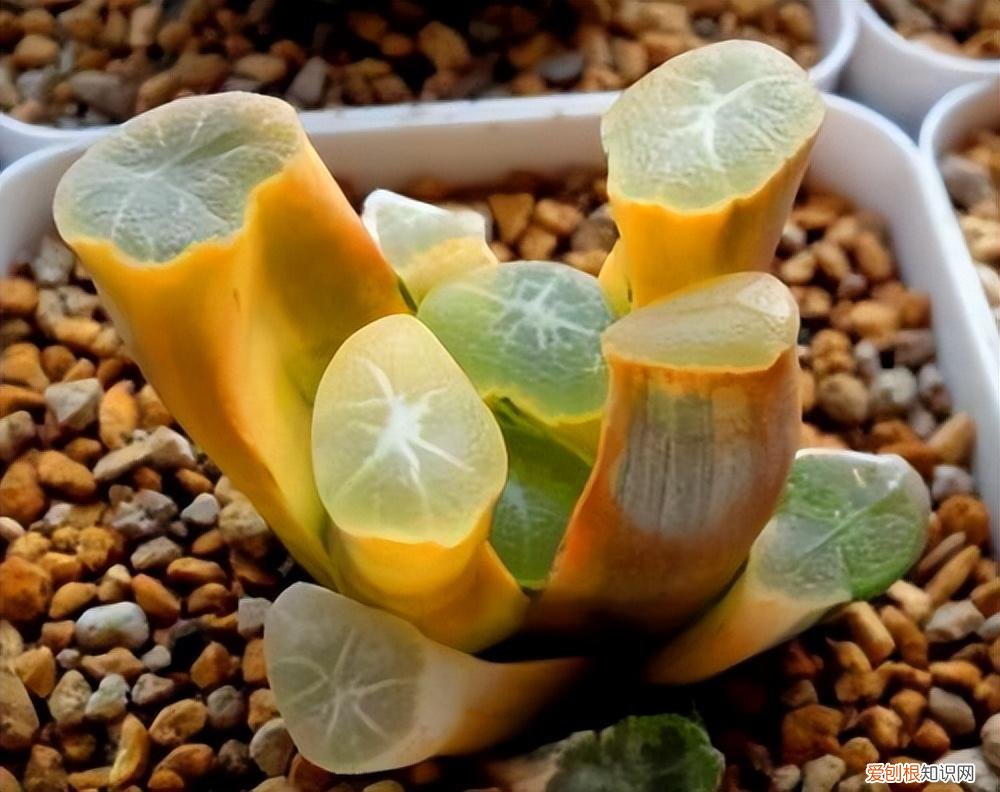睡火莲多少钱一朵花
