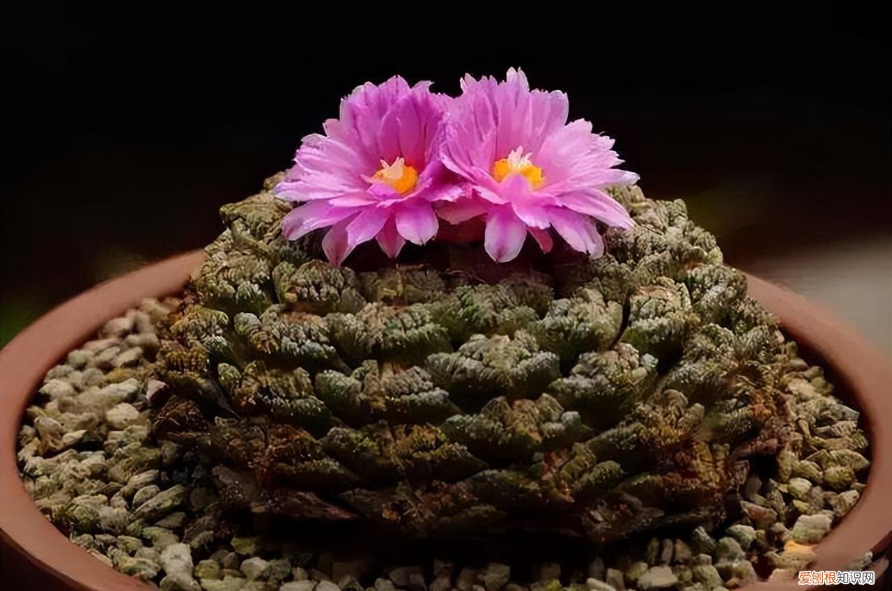 睡火莲多少钱一朵花