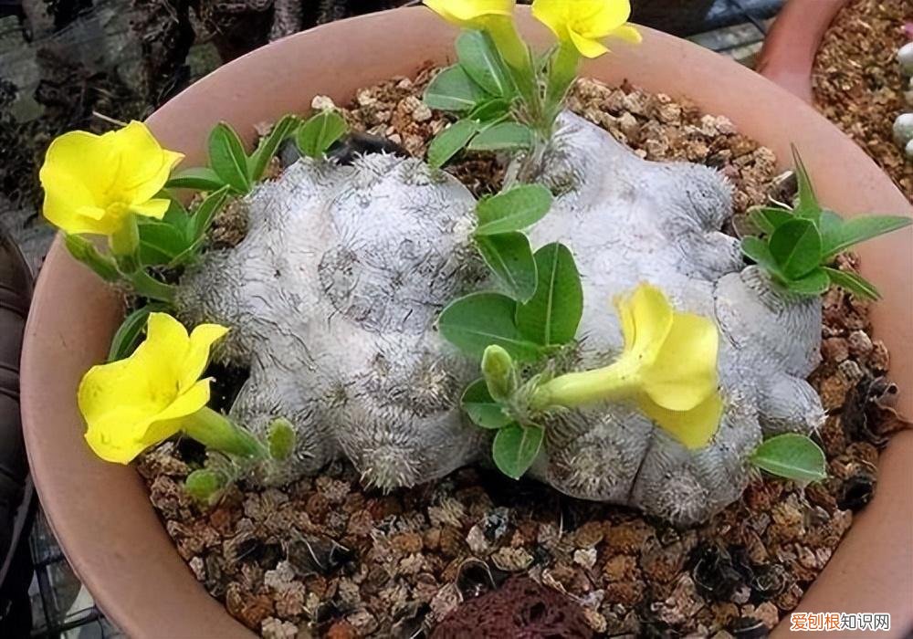 睡火莲多少钱一朵花