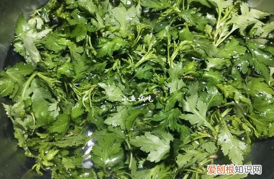 此菜被誉为天然养胃菜 这菜1元1斤却是天然养胃菜