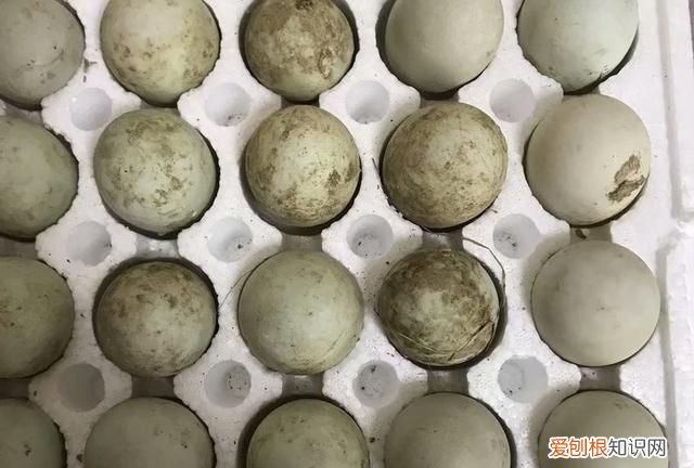 自制皮蛋要多少天就可以吃 怎样自制皮蛋简单做法窍门