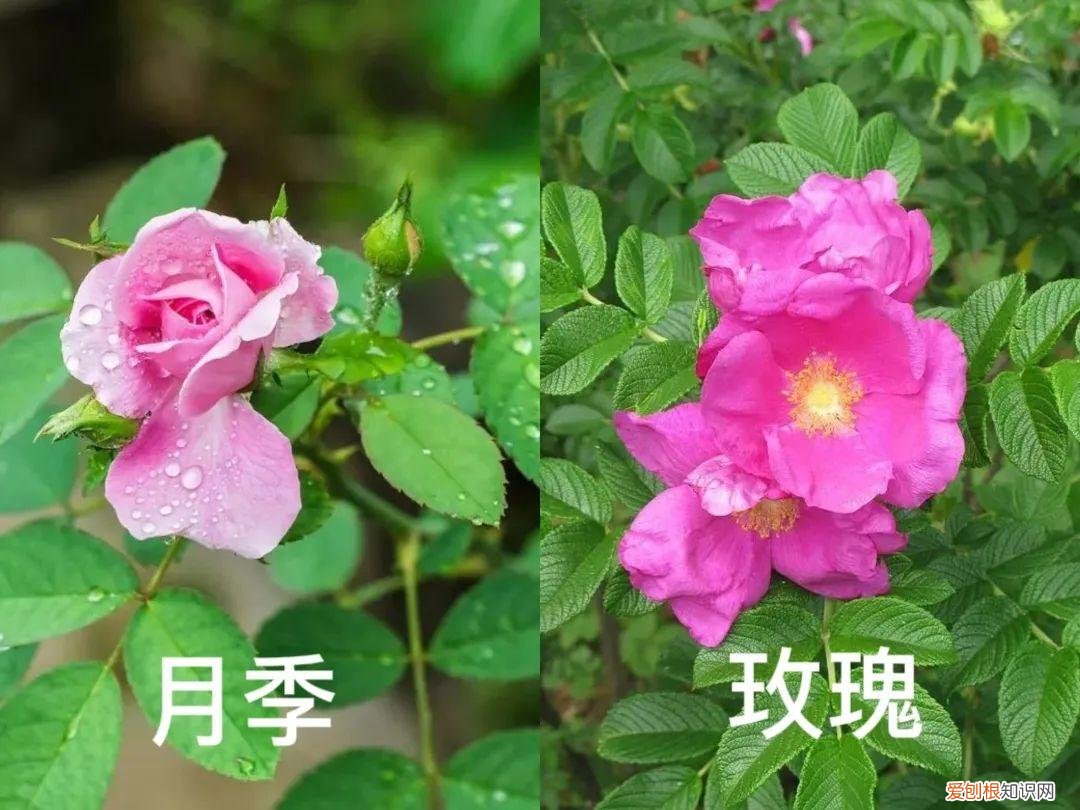 突厥蔷薇花水对皮肤的作用与功效