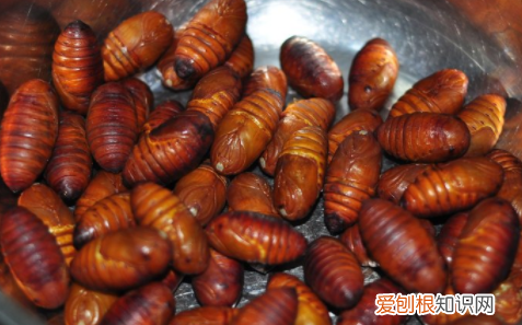 蚕怎么做好吃，蝉蛹怎样做好吃