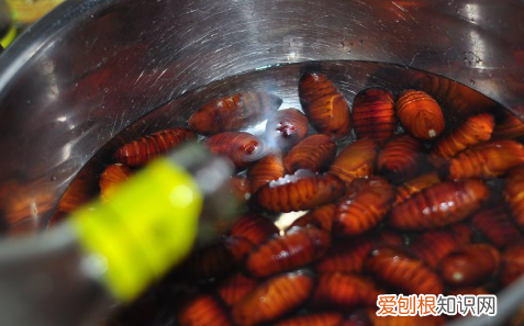蚕怎么做好吃，蝉蛹怎样做好吃