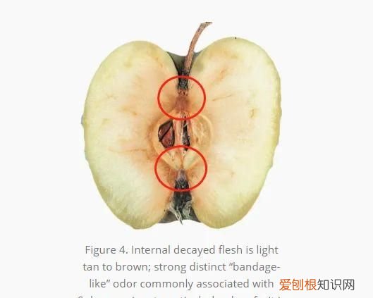 水果发霉不小心吃了一点 水果发霉好的里面也产生了毒素