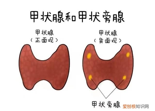 朋友圈丨喝水竟然也补钙！白开水的含钙量远高于矿泉水？喝水原来也有这么多学问……