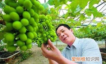 表面残留白霜的葡萄到底能不能吃