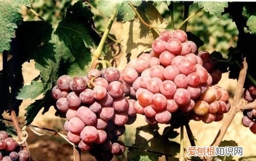 表面残留白霜的葡萄到底能不能吃