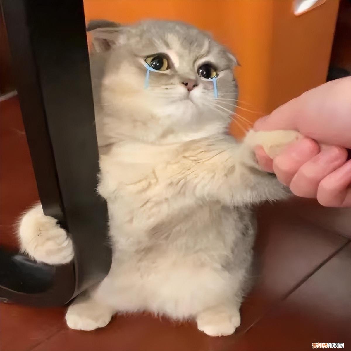 苏志燮电影