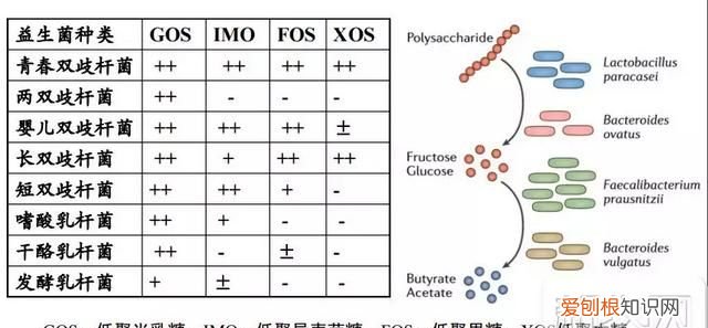 益生菌益生元合生元傻傻的分不清