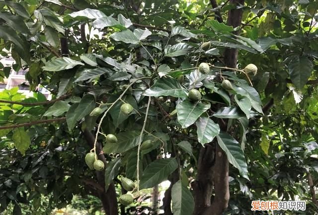 如何晒黄皮干,黄皮干图片