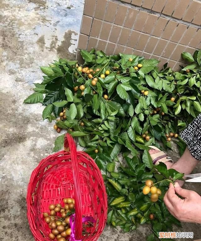 如何晒黄皮干,黄皮干图片