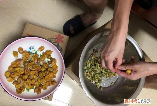 如何晒黄皮干,黄皮干图片
