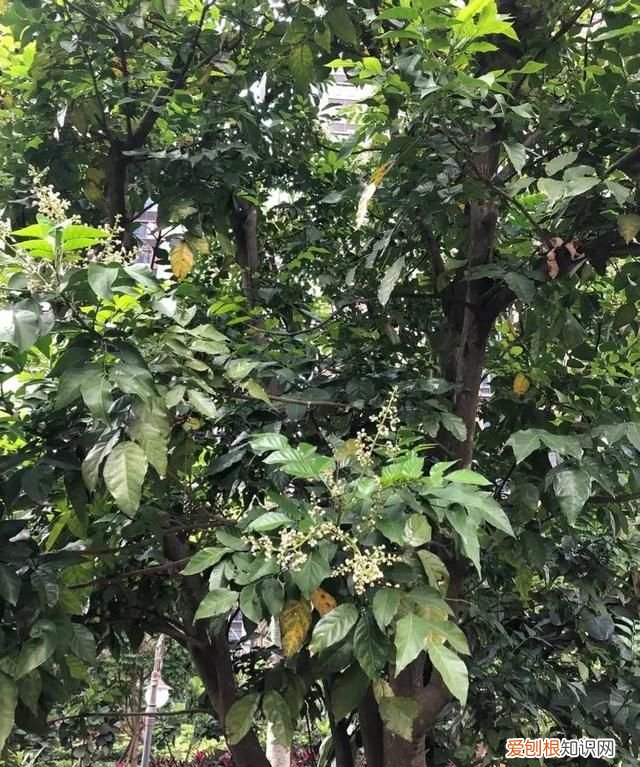 如何晒黄皮干,黄皮干图片