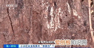 蚂蚁叮咬症状,蚊子蚂蚁跳蚤叮咬用什么药最止痒