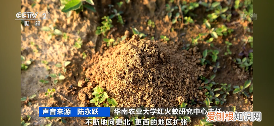 蚂蚁叮咬症状,蚊子蚂蚁跳蚤叮咬用什么药最止痒