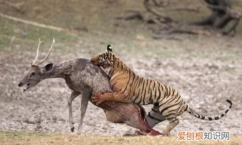 弱肉强食什么意思,强肉强食是什么意思