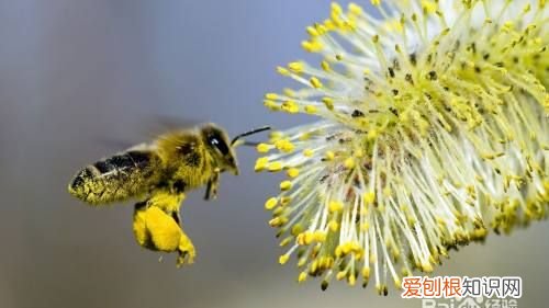 怎么把蜜蜂赶出卧室,为什么房间里有很多蜜蜂
