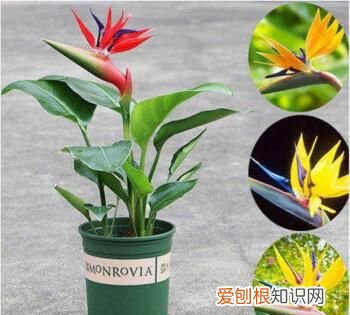 天堂鸟用什么花盆比较好养,琴叶榕跟天堂鸟哪个寓意更好