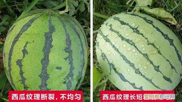 西瓜怎样挑才能挑到最甜的西瓜,西瓜怎样挑选才是最甜的